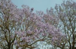 En Rojas también podemos disfrutar del color violeta de los jacarandás